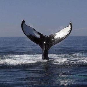 精品美白大屁股Ass
